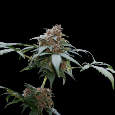 Blueberry x Lemon Haze Auto