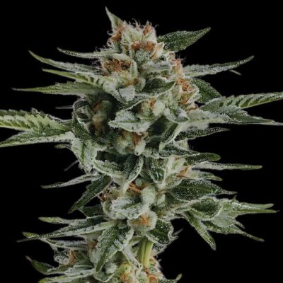 Bubba Kush Auto