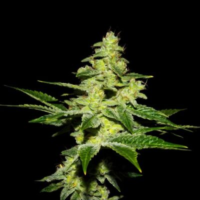 Auto Bubble Gum
