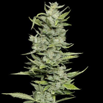 Cheese Auto