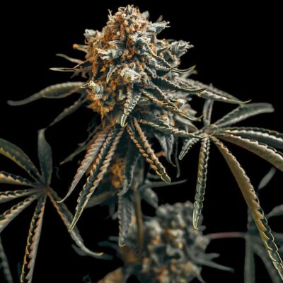 Chemdog Diesel Auto