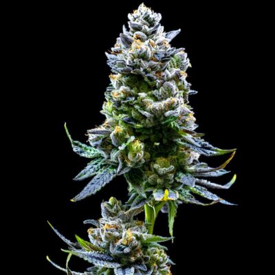 Colombian Gold Ryder Auto