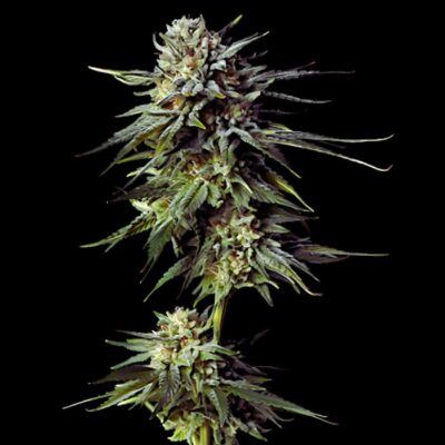 Deimos Auto