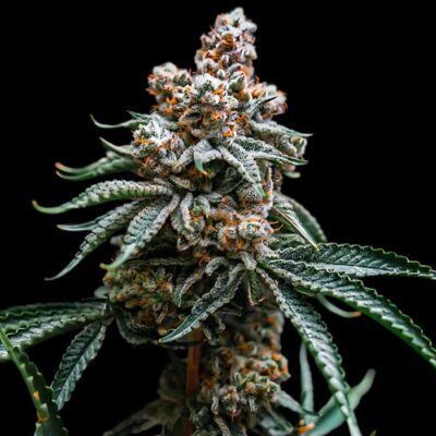 Auto Durban Poison
