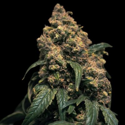 Big Bud Fast Version
