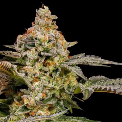 Black Domina Fast Version