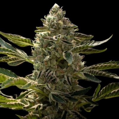 Bruce Banner Fast Version