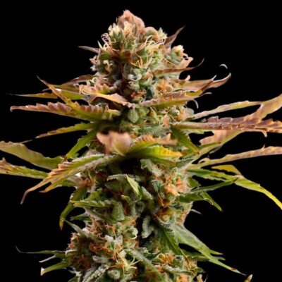 Gelato 33 Fast Version