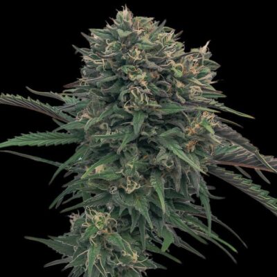 Gorilla Glue Fast Version