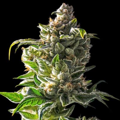 Mejores semillas de marihuana
