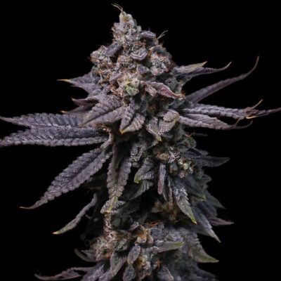 Cherry Pie semillas