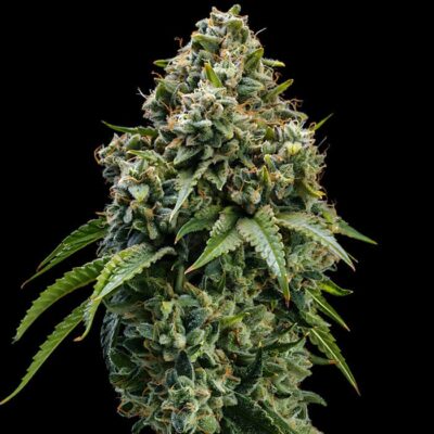Chocolate Thai