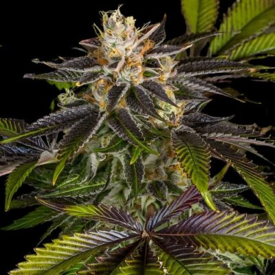Gelato 33