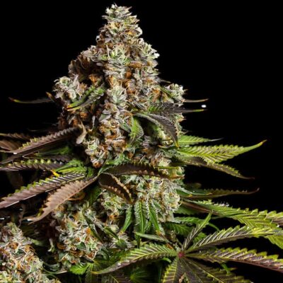 Godfather OG