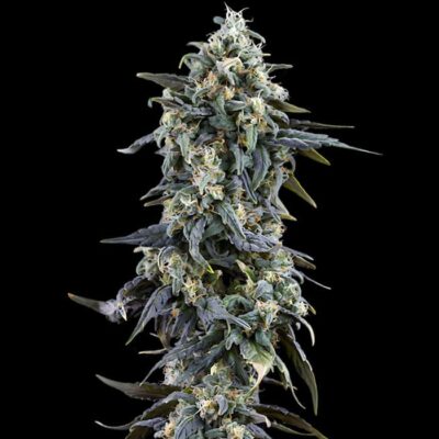 Gorilla Glue 4