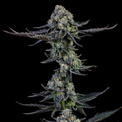 Granddaddy Purple
