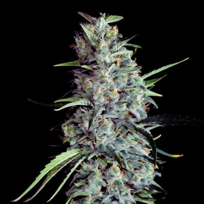 CBD Harlequin Feminizada