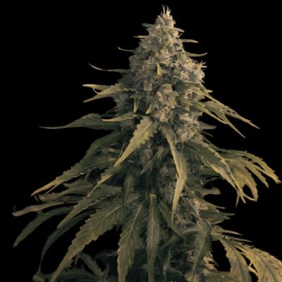 OG Kush