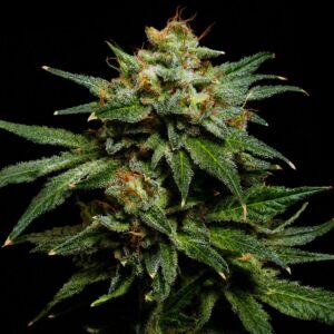 Semillas auto chemdog