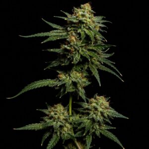 Semillas auto chemdog indoor
