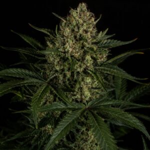 Semillas auto strawberry