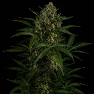 Semillas autoflorecientes strawberry indoor