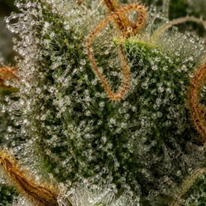 Semillas auto strawberry banana