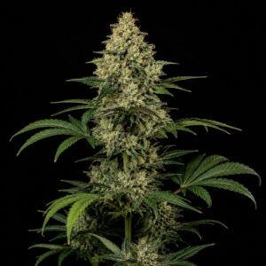 Super skunk auto seeds