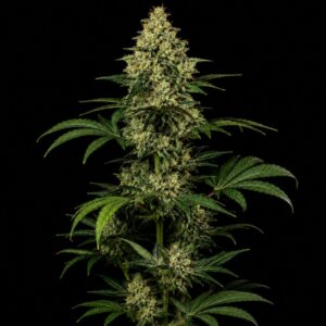Super Skunk autoflowering seeds indoor