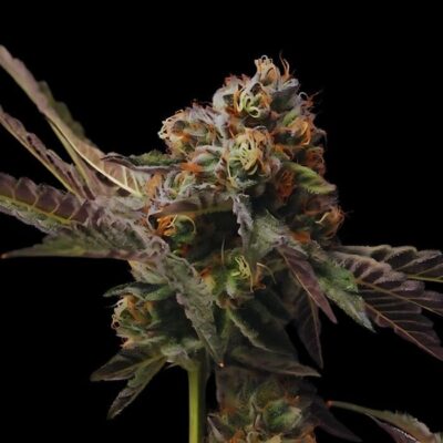 Auto Tangie