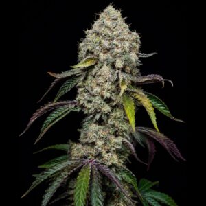 Semillas auto triple xl indoor
