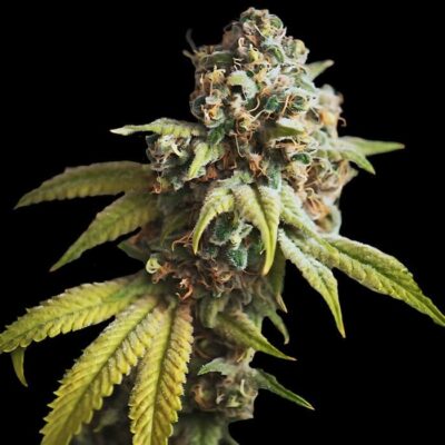Auto Wedding Cake