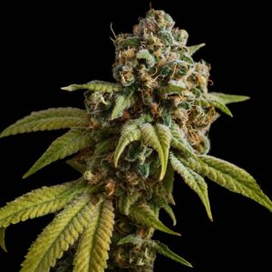 Semillas auto wedding cake