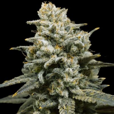 Auto White Widow