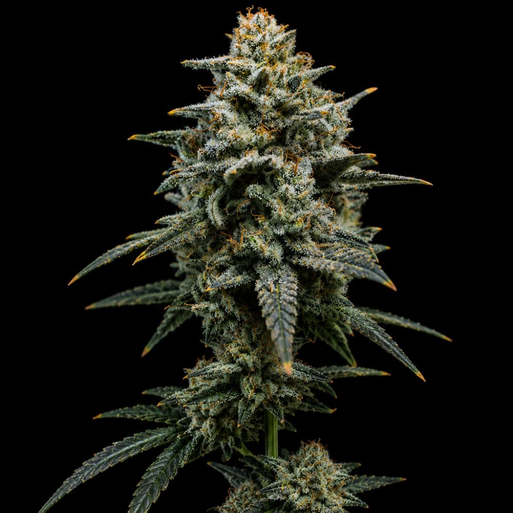 Semillas auto white widow indoor