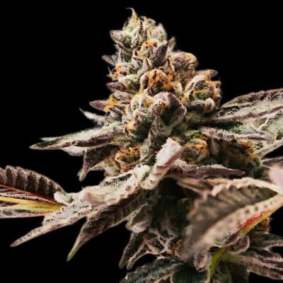 Auto Zkittlez