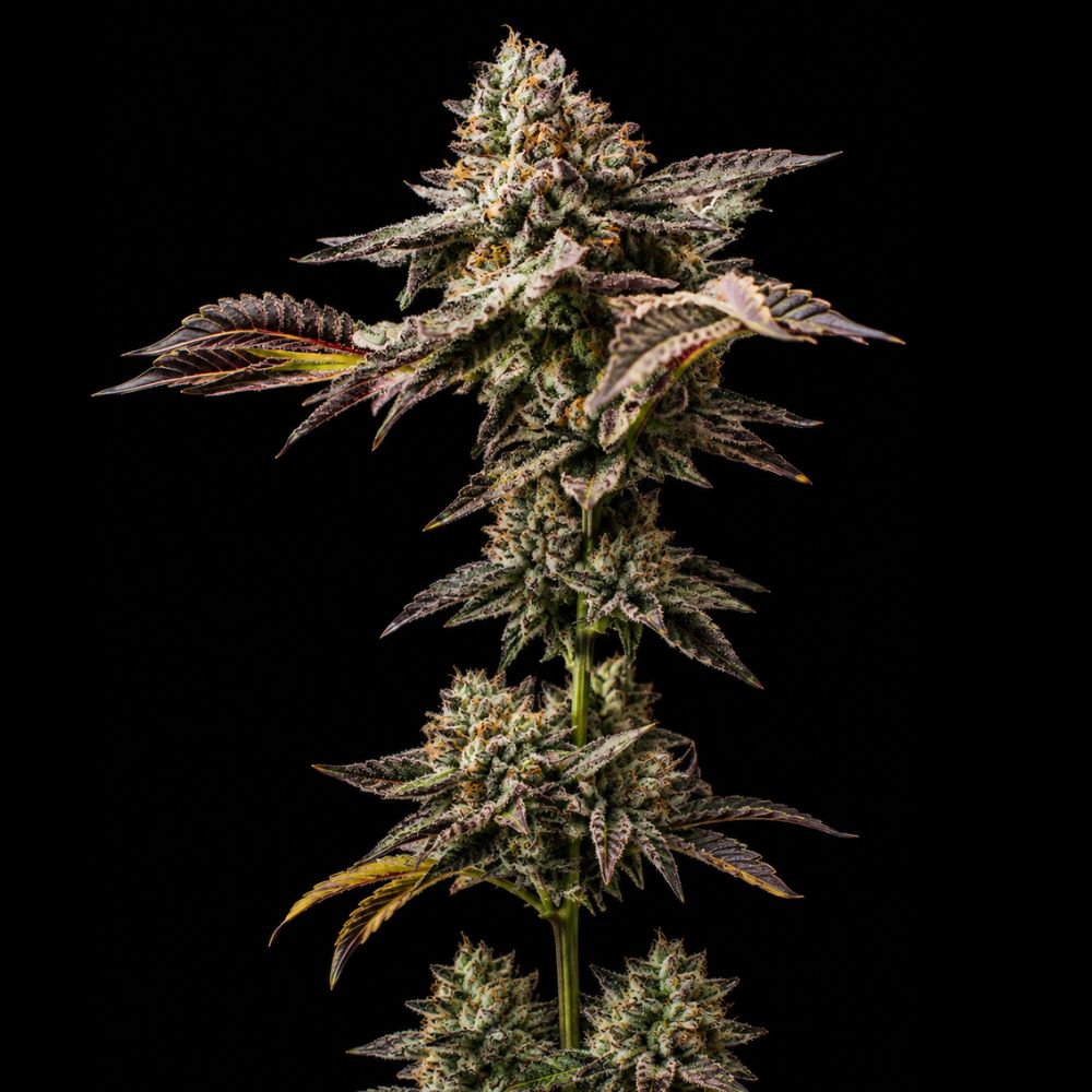 Semillas auto zkittlez indoor