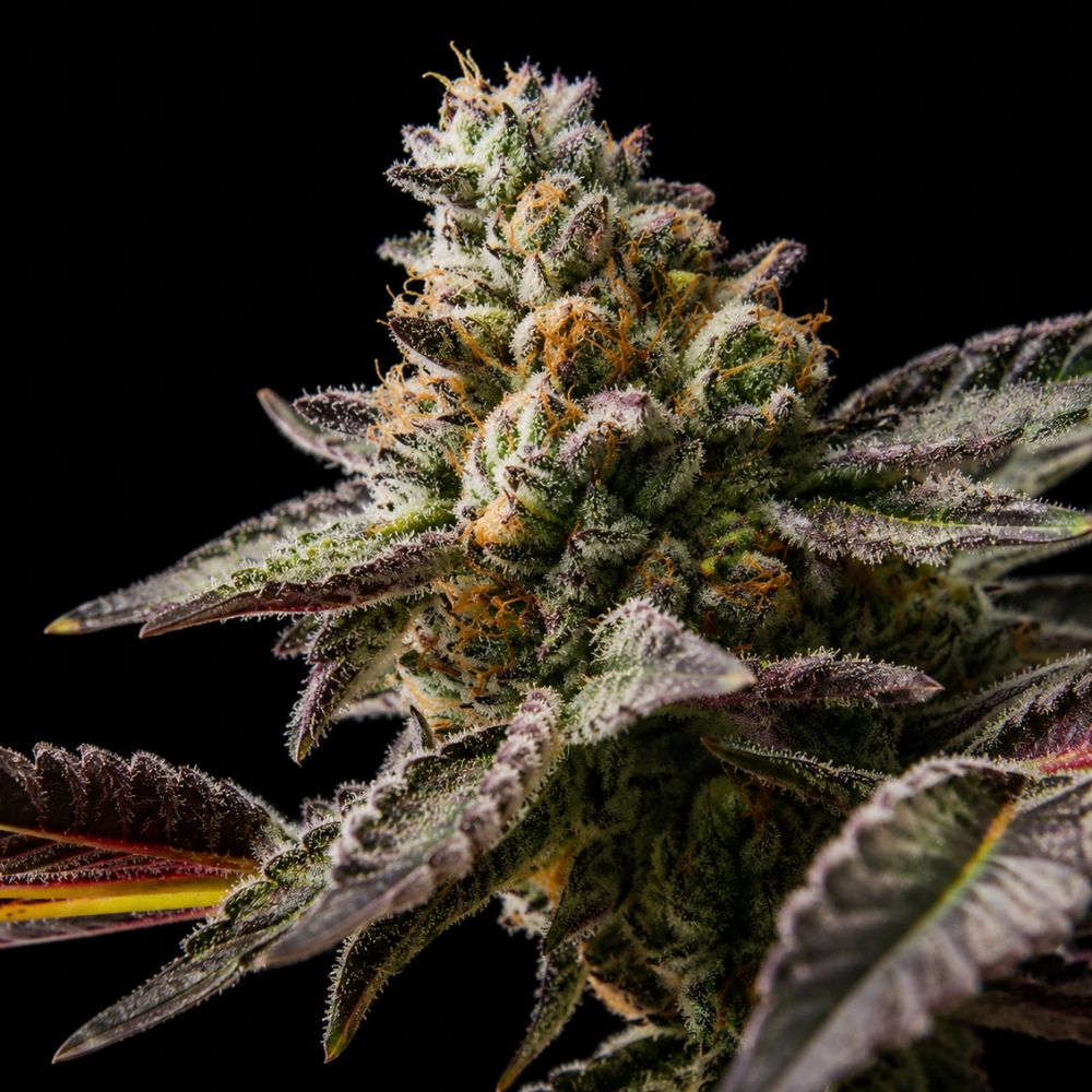 Semillas autoflorecientes Zkittlez