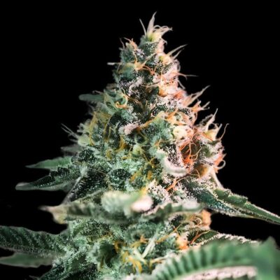 Cheese x Critical
