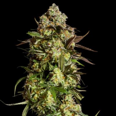 Critical 47