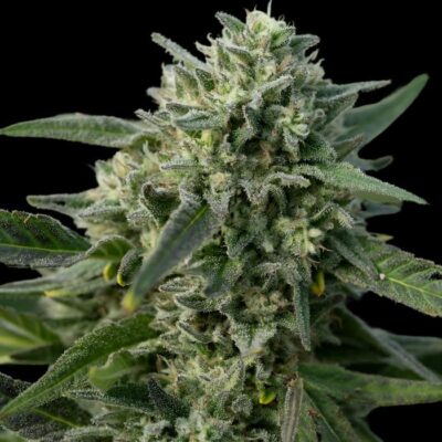 Afghan Kush x Black Domina