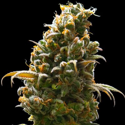 Candy Kush