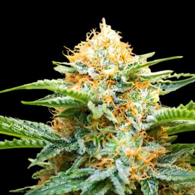 California Orange x Skunk