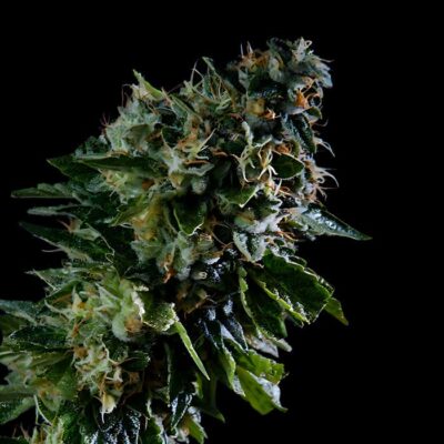 Cannatonic
