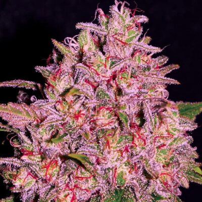 Marihuana rosa