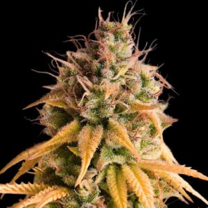 Red marijuana