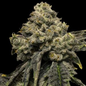 Quality marijuana