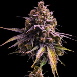 Lilac marijuana