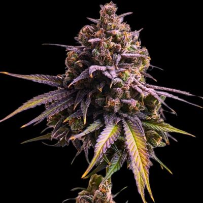 Marihuana lila