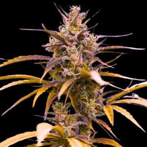 Colored marijuana